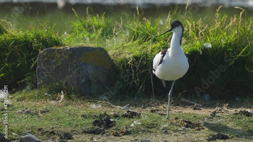 The Eurasian spoonbill (Platalea leucorodia) Wild bird close up in texel wadden island photo