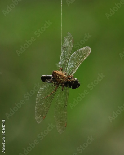 A spider that has caught a dragonfly in its web photo