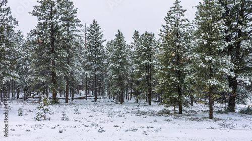Falling snow blankets the trees.