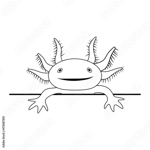 Vector illustration of axolotl salamander isolated on white background. Peeking cute axolotl smile. Drawing in outline style.