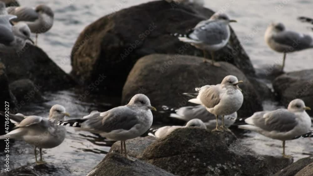 Panning Shot of Gulls Resting on Coastal Rocks Panning Shot of Gulls Resting on Coastal Rocks