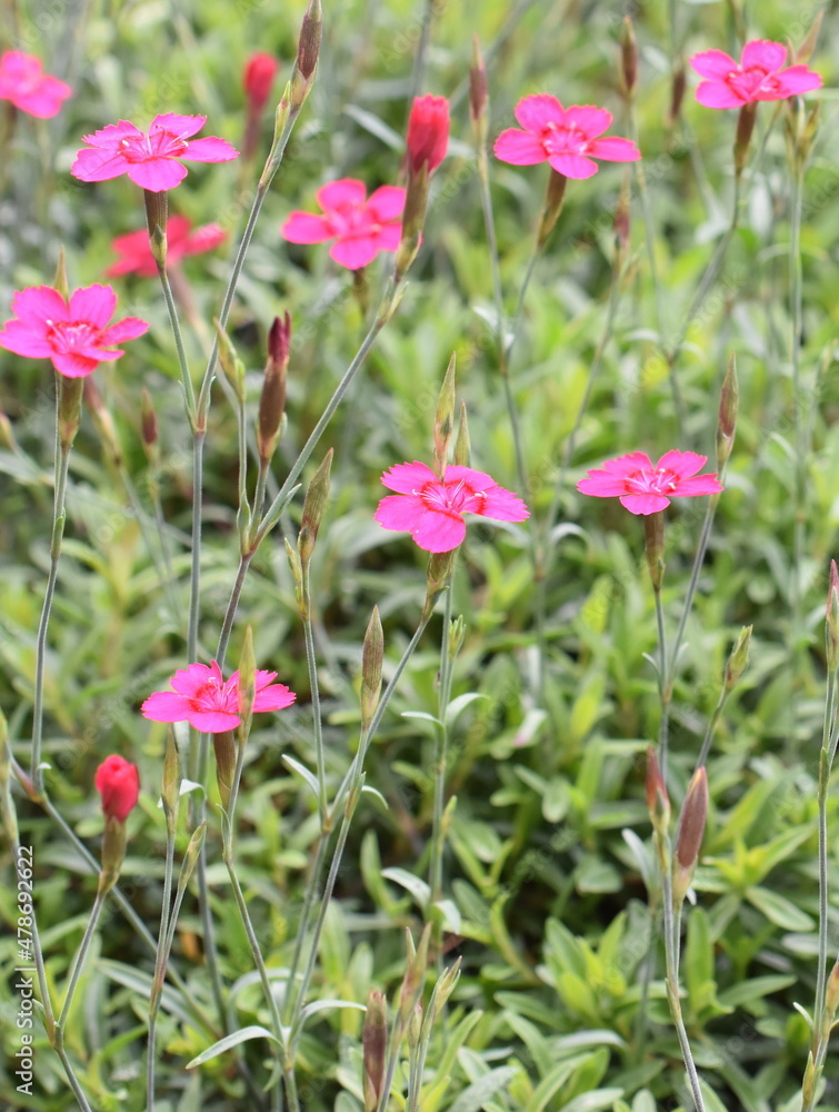 Dianthus deltoides the maiden pink flowering in a garden Dianthus deltoides the maiden pink flowering in a garden