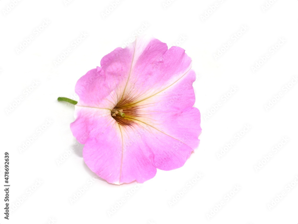Closeup on pink Petunia flower isolated on white background
Closeup on pink Petunia flower isolated on white background