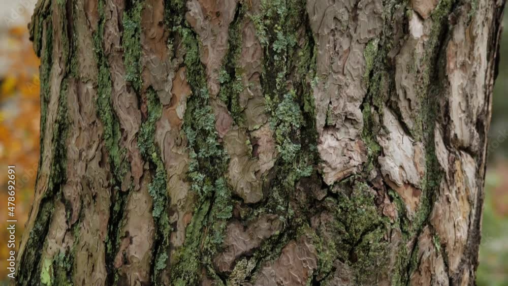 Old pine trunk bark structure close up. Pedestal. Old pine trunk bark structure close up. Pedestal.