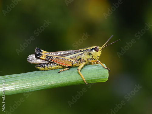The large swamp grasshopper Stethophyma grossum on a straw