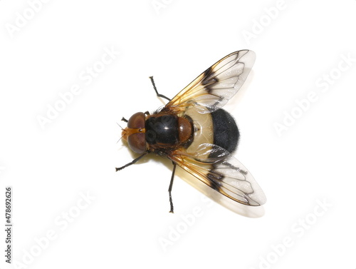 The hoverfly Volucella pellucens on white background