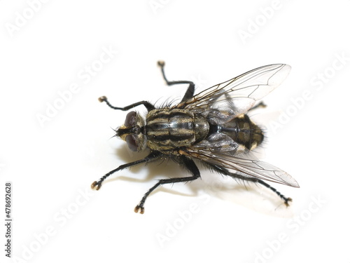 Common housefly Musca domestica isolated on white background