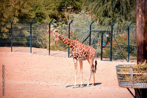 Giraffe herd on safari on a hot summers day