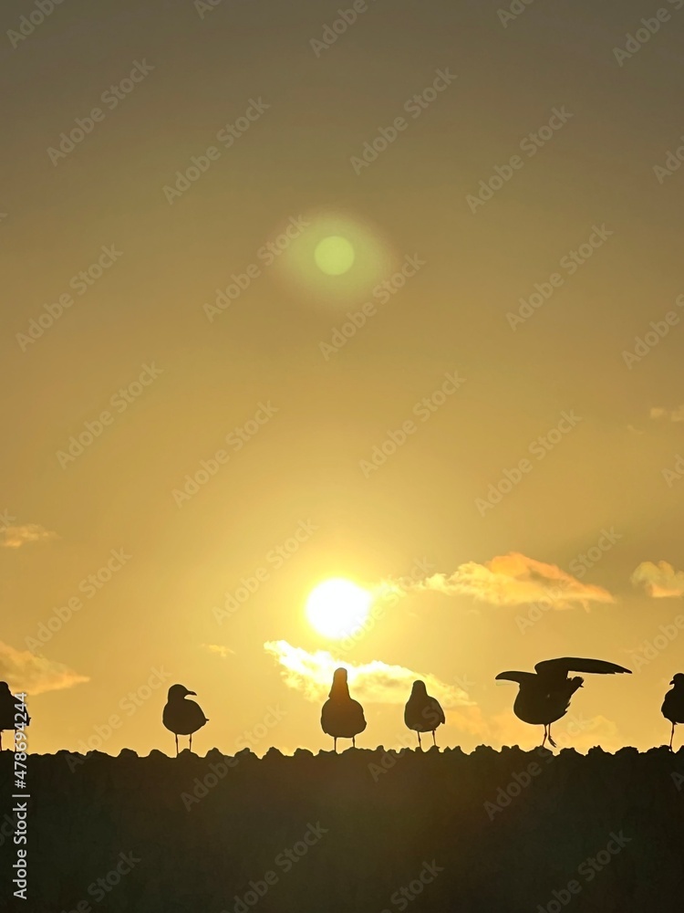Birds in the Sunset