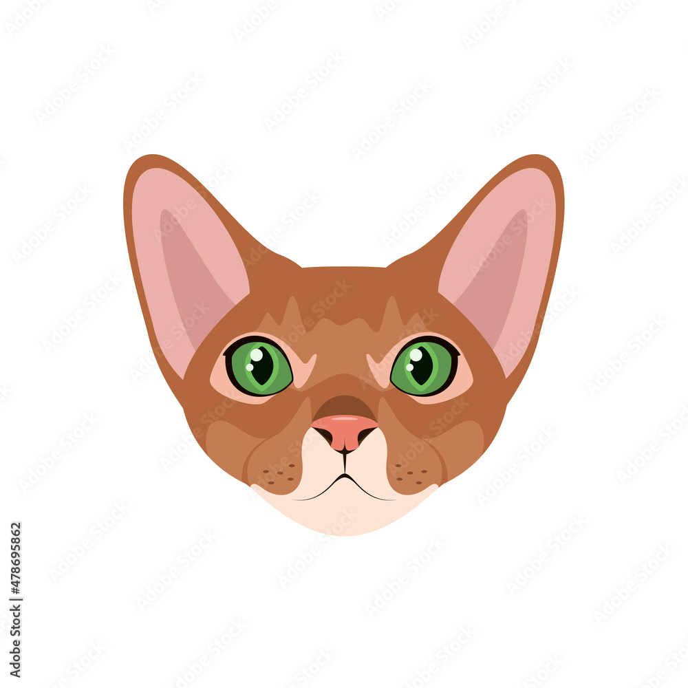 The head of the Abyssinian cat on a white background. Cartoon design.
The head of the Abyssinian cat on a white background. Cartoon design.