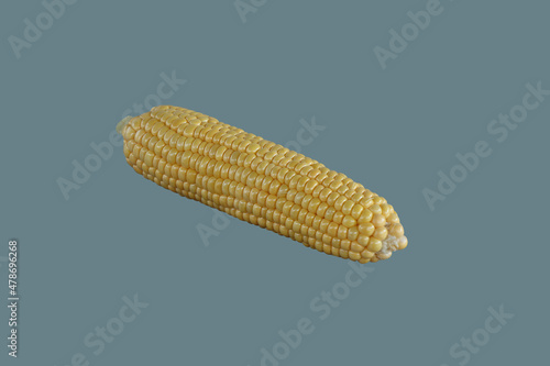 A ripe ear of corn.