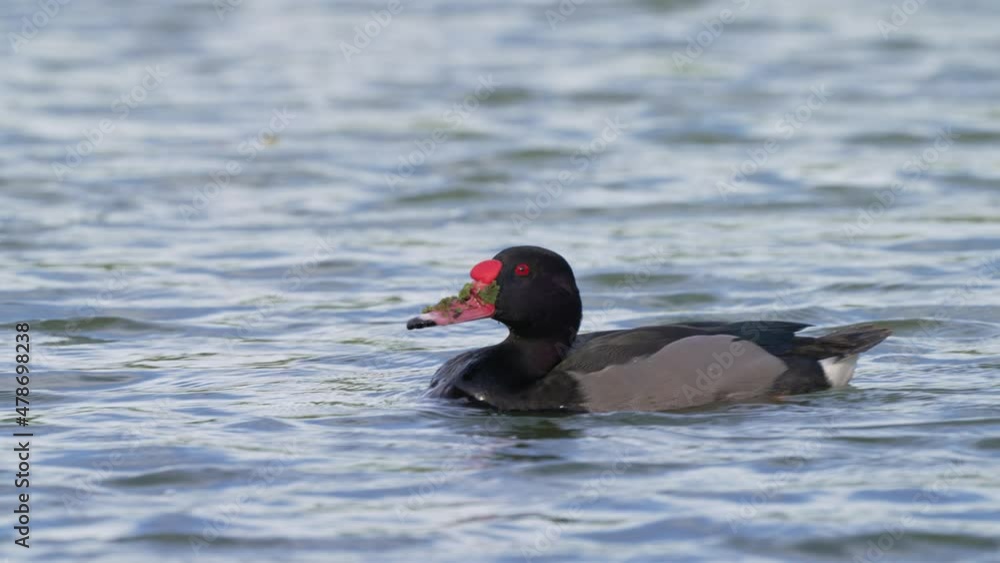 Male rosy-billed pochard, netta peposaca swimming on wavy freshwater lake with face full of pond scums after foraging and dipping for aquatic plants, wildlife close up shot. Male rosy-billed pochard, netta peposaca swimming on wavy freshwater lake with face full of pond scums after foraging and dipping for aquatic plants, wildlife close up shot.