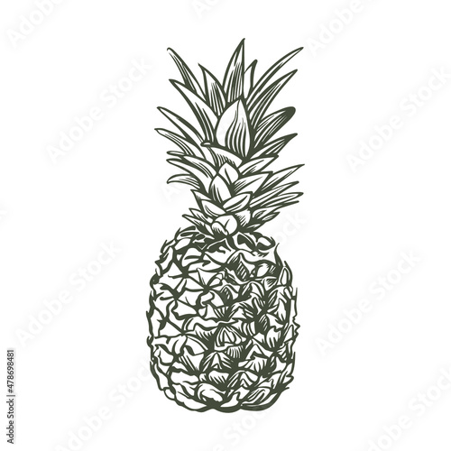 Pineapple vector sketch. Pineapple fruit on a white background