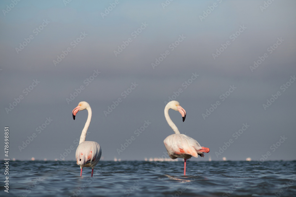 Wild african bird.  Flock of pink african flamingos  walking around the blue lagoon on the background of bright sky on a sunny day.