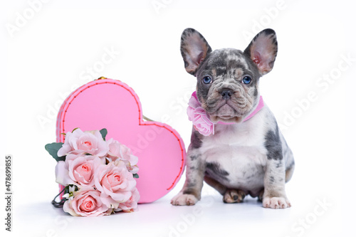 Cute merle French Bulldog dog puppy in Valentine s Day trunk box in shape of pink heart with roses on white background