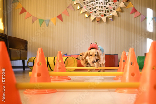 屋内アジリティーをする犬