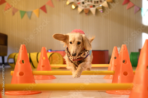 屋内アジリティーをする犬