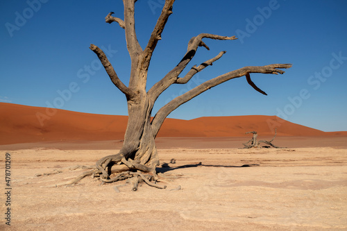 The famous place Deadvlei. Beautiful landscape in the Namib desert