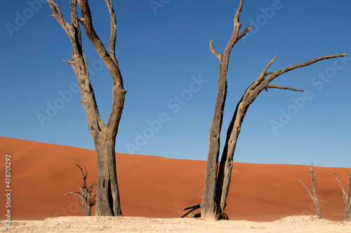 The famous place Deadvlei. Beautiful landscape in the Namib desert