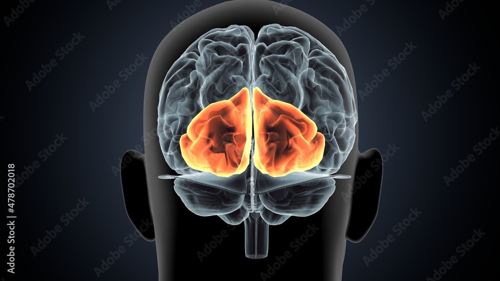 human brain occipital lobe anatomy 3d illustration Stock Illustration ... Biology Diagrams