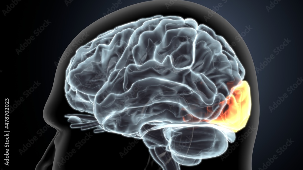 human brain occipital lobe anatomy 3d illustration Stock Illustration ... Biology Diagrams