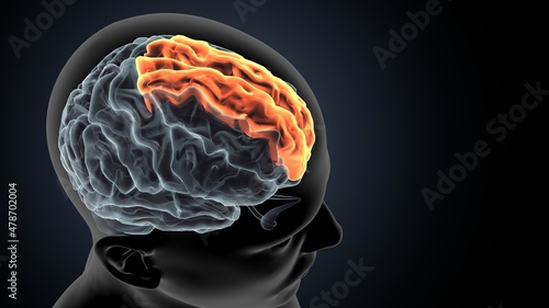 Obraz na plátne 3d illustration of human brain Brain cingulate gyrus Anatomy