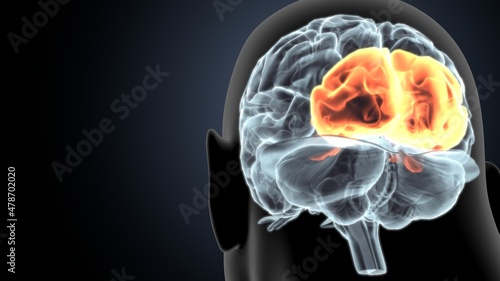 human brain occipital lobe anatomy 3d illustration 