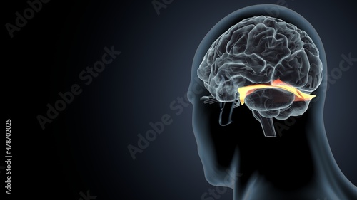 3d illustration of human brain inner parts anatomy 