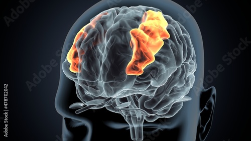 3d illustration of human brain inferior frontal gyrus Anatomy 