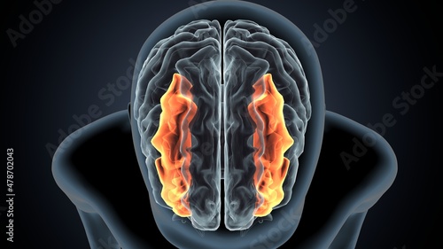 3d illustration of human brain inferior frontal gyrus Anatomy
 photo