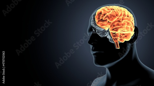 3d illustration of human body organ brain anatomy. 