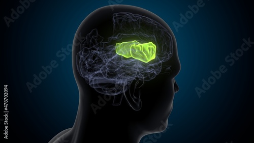 3d illustration of human brain supramarginal gyrus anatomy. 