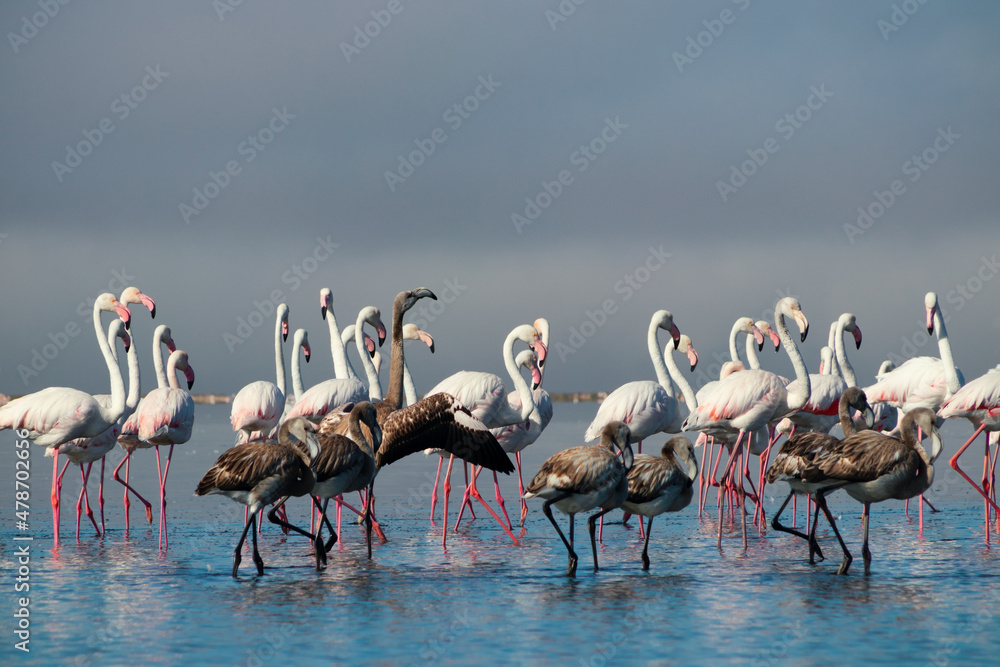 Fototapeta premium Flock of pink african flamingos walking around the blue lagoon on the background of bright sky on a sunny day.