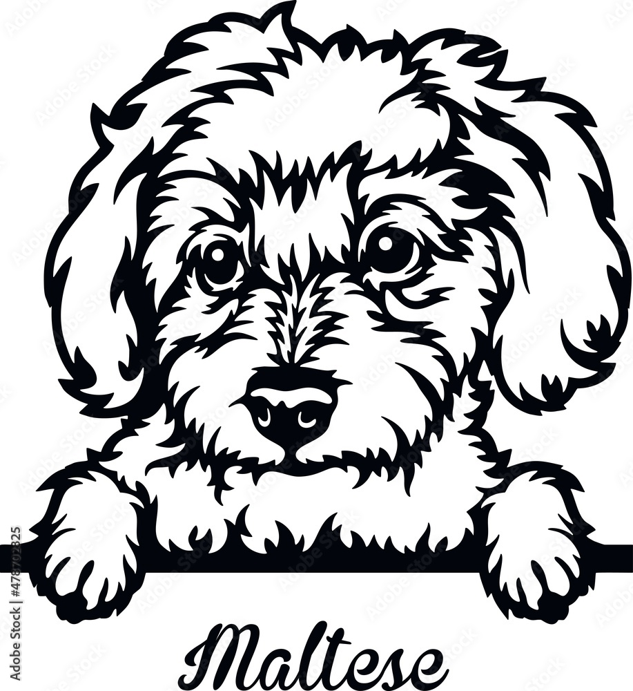 Maltese Peeking Dog - head isolated on white Maltese Peeking Dog - head isolated on white