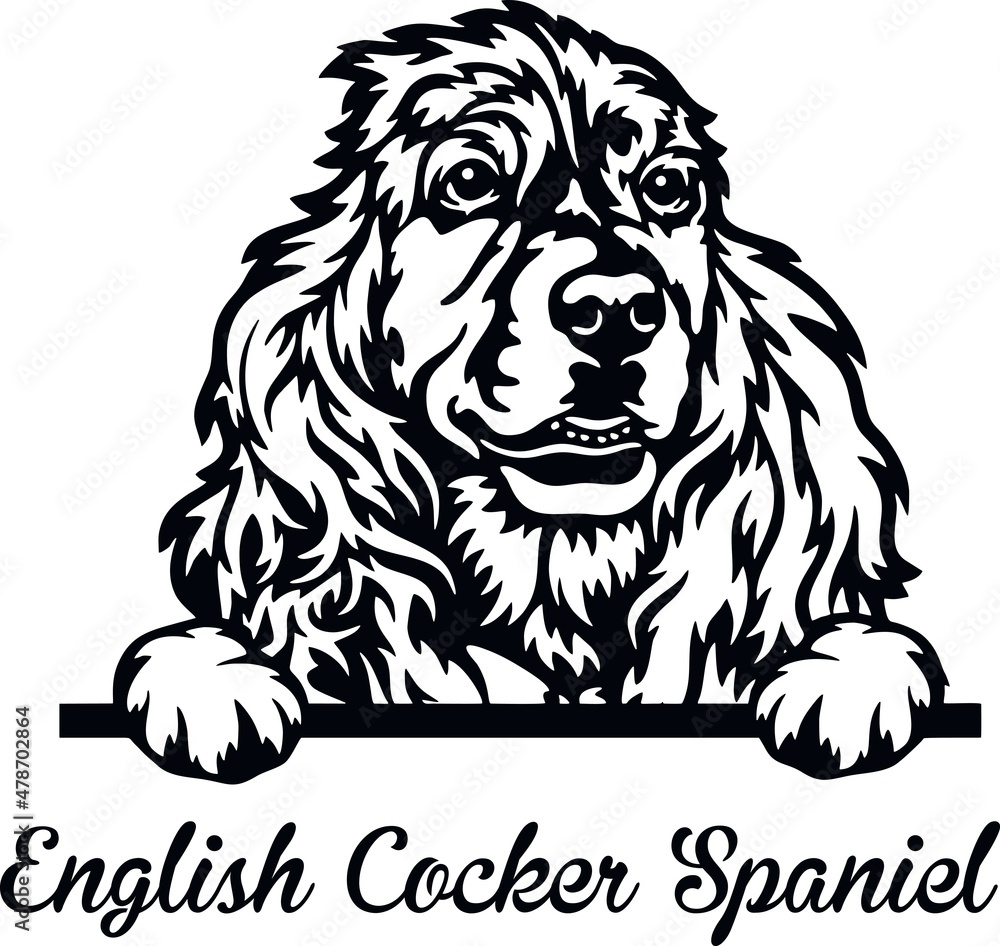 Obraz premium English Cocker Spaniel Peeking Dog - head isolated on white
