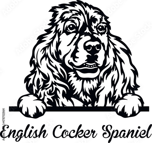 English Cocker Spaniel Peeking Dog - head isolated on white