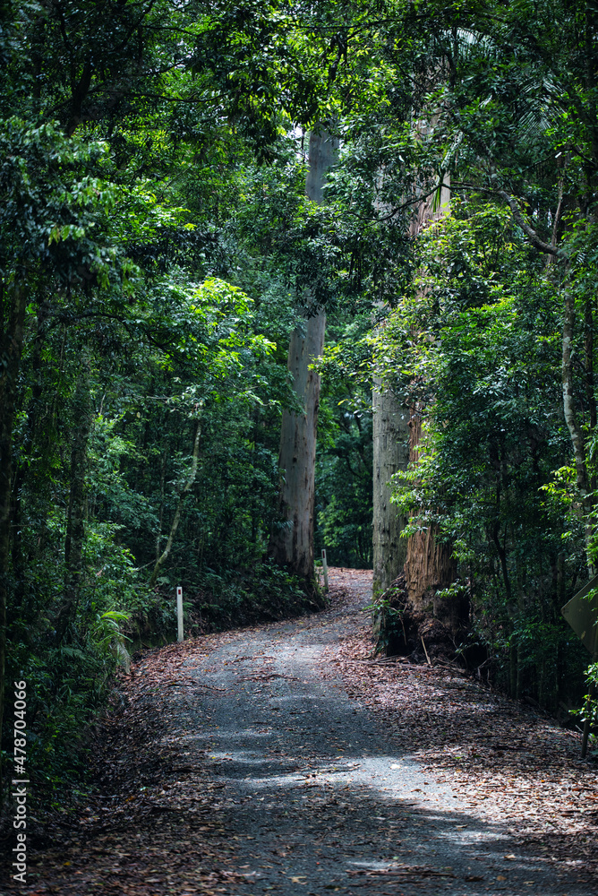 Obraz premium path in the forest