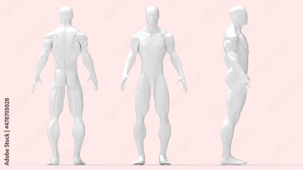 3D rendering of a male anatomy medical mock up render of human being. Multiple isolated views. Silhouette 3D rendering of a male anatomy medical mock up render of human being. Multiple isolated views. Silhouette