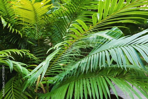 Palm leaves full frame natural background