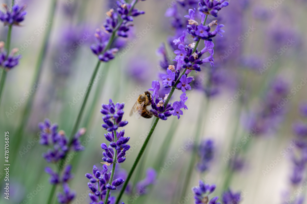 Naklejka premium Bee on English lavender in a garden