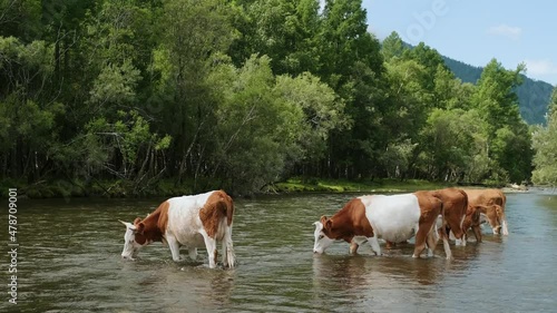 A cows drinks water from a pure mountain river. Concept: subsistence farming, organic products.