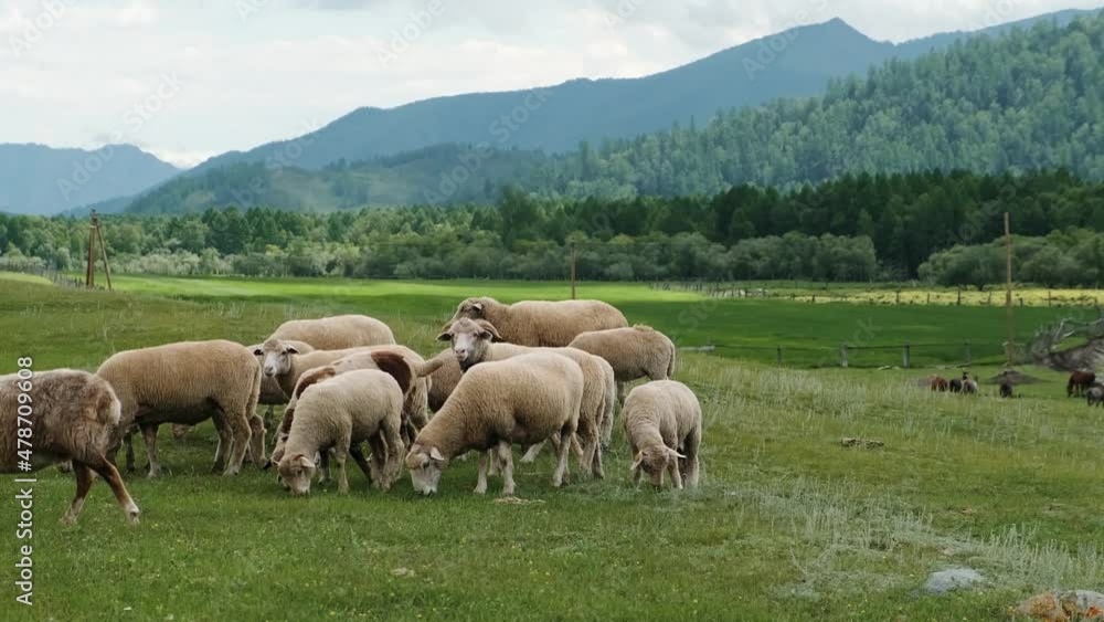 Herd of Sheeps Walking on the Field between Mountains and halls, nice animals. Beautiful Nature and endless steppes in the Background. Concept: ecology and animal husbandry Herd of Sheeps Walking on the Field between Mountains and halls, nice animals. Beautiful Nature and endless steppes in the Background. Concept: ecology and animal husbandry