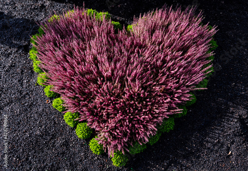 Heart shaped flower bed with pink and magenta Heather, Erica or ling flowers (Calluna vulgaris) blooming on a graveyard in winter in Germany. Symbol of love planted by grieving relatives of the dead. photo