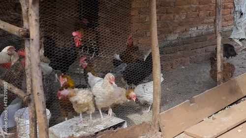 chickens feeding in their cage photo