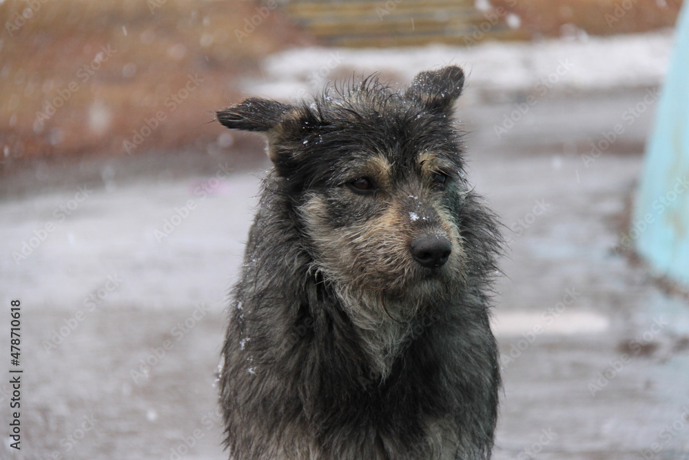 Fototapeta premium Stray dogs on the streets of the city