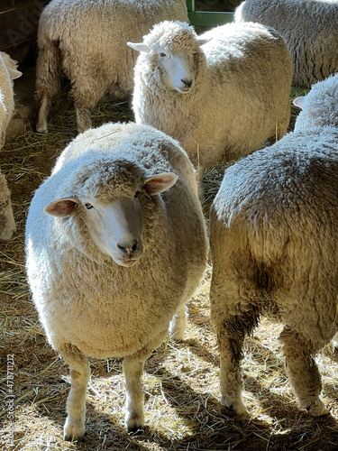 Faces of gentle sheep on a flock of sheep pasture