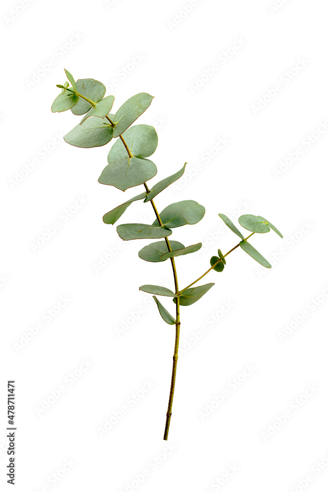 Obraz premium Eucalyptus branch with leaves isolated on white background.