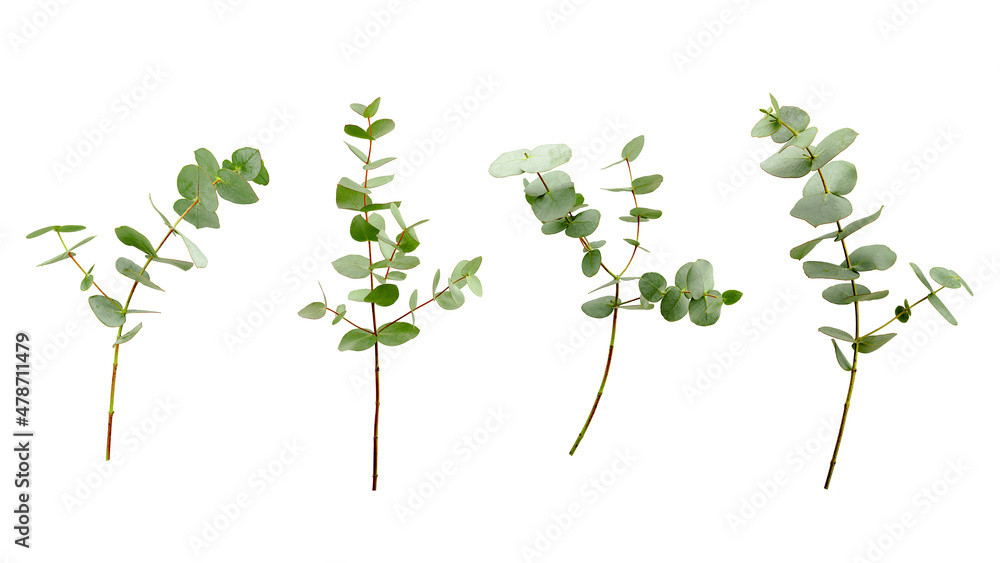 Fototapeta premium Set of eucalyptus branches with leaves isolated on white background.