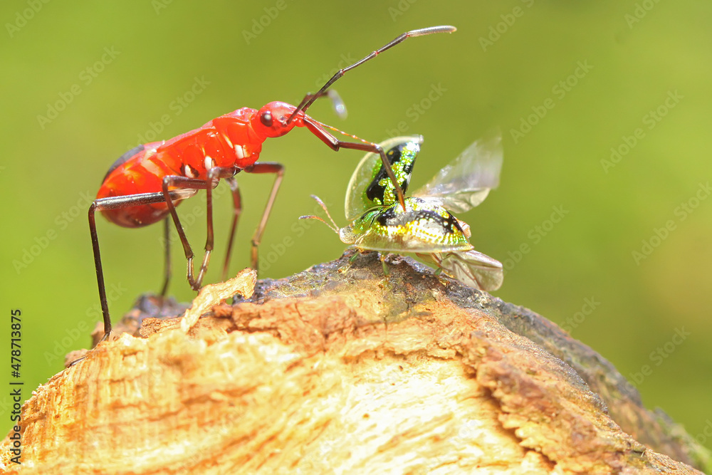 Rotting Insects A red cotton bug preys on a tortoise beetle on rotting wood overgrown ...