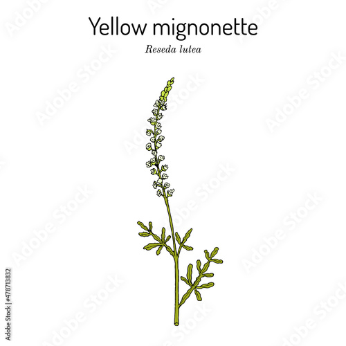 Yellow or wild mignonette Reseda lutea , medicinal plant photo